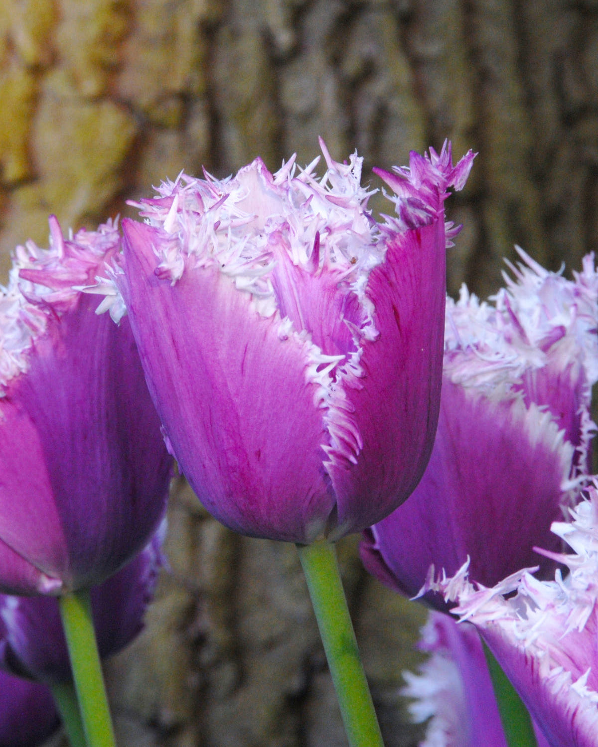 Flower BulbsCummins™ Bulbs UK - 1