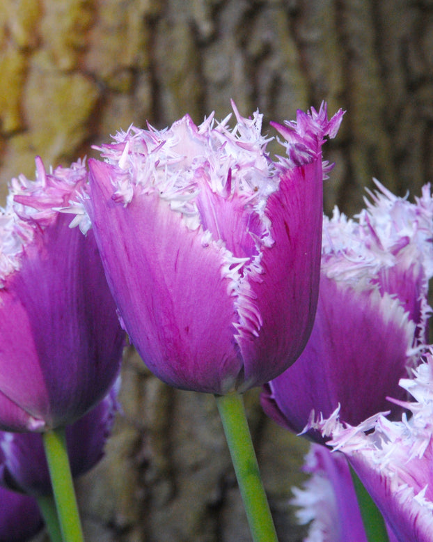 Flower BulbsCummins™ Bulbs UK - 1