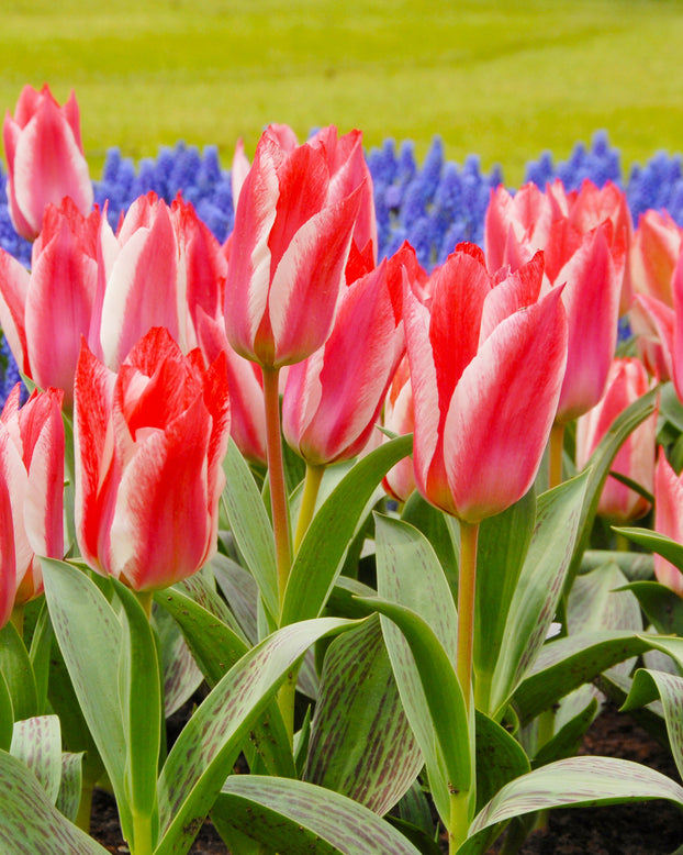 Flower BulbsCzaar Peter Bulbs UK - 1