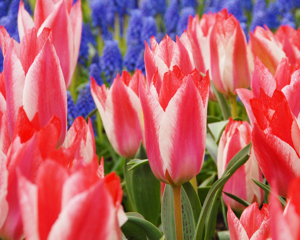 Flower BulbsCzaar Peter Bulbs UK - 2