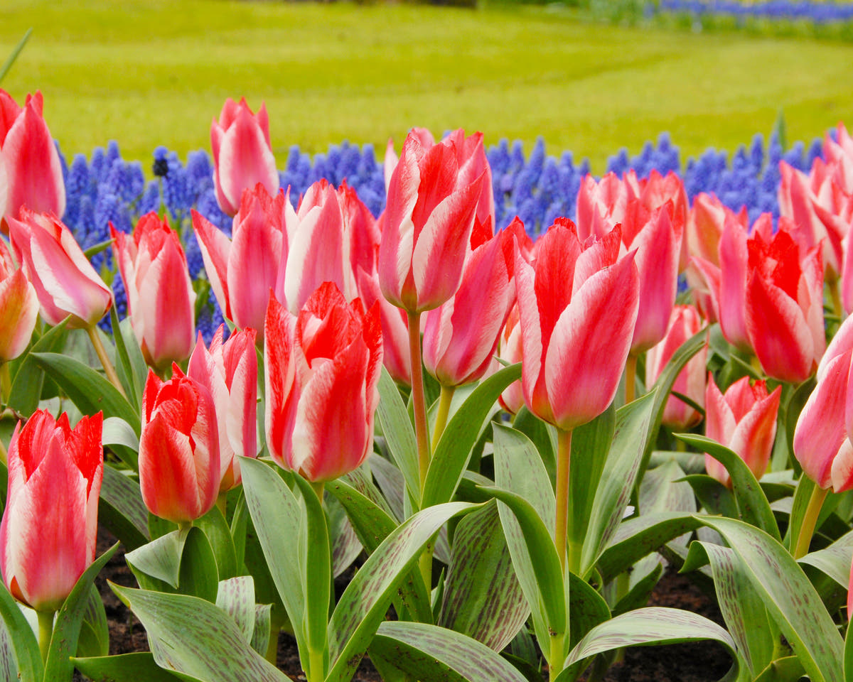 Flower BulbsCzaar Peter Bulbs UK - 3