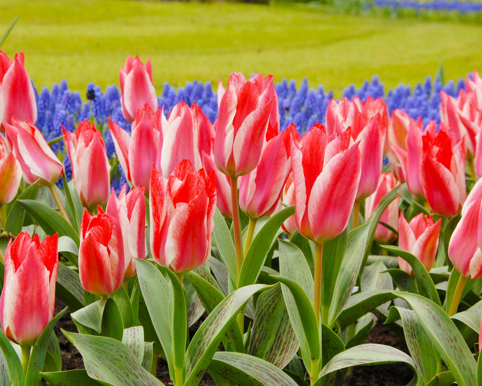Flower BulbsCzaar Peter Bulbs UK - 3