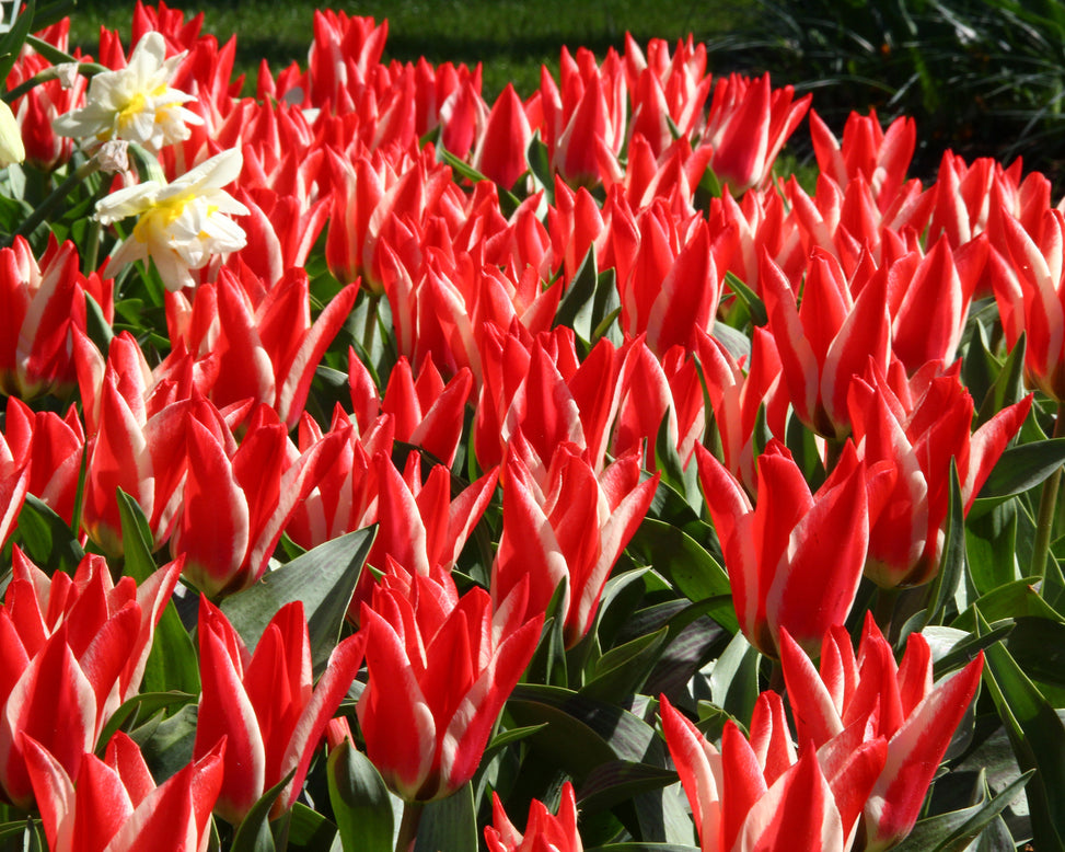 Tulip 'Czar Peter'