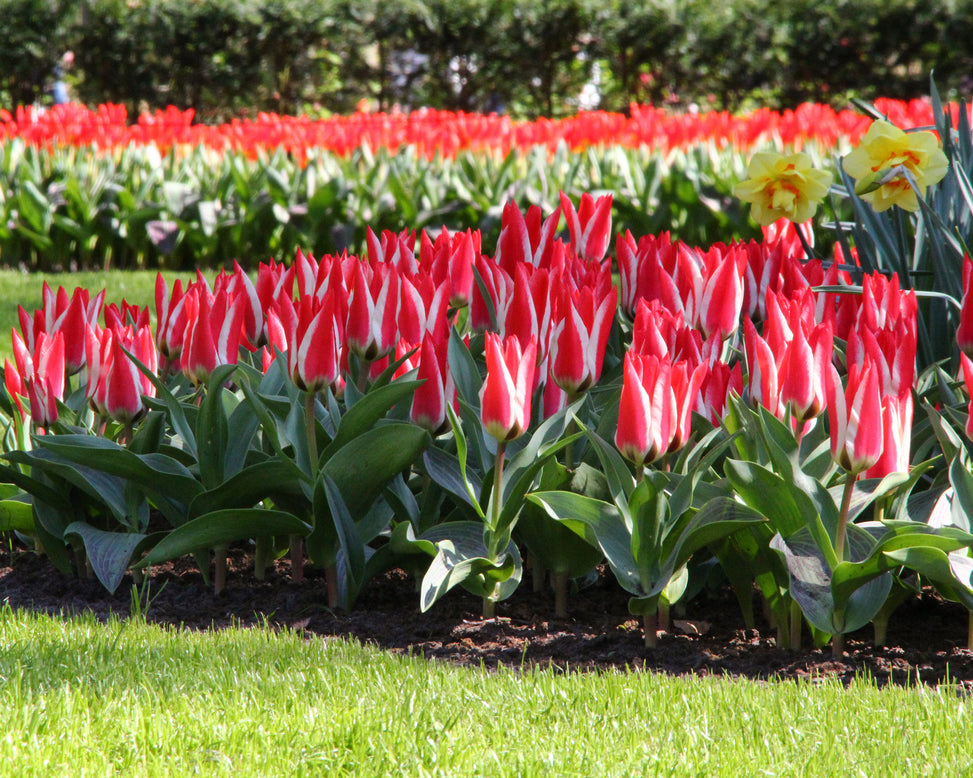 Tulip 'Czar Peter'