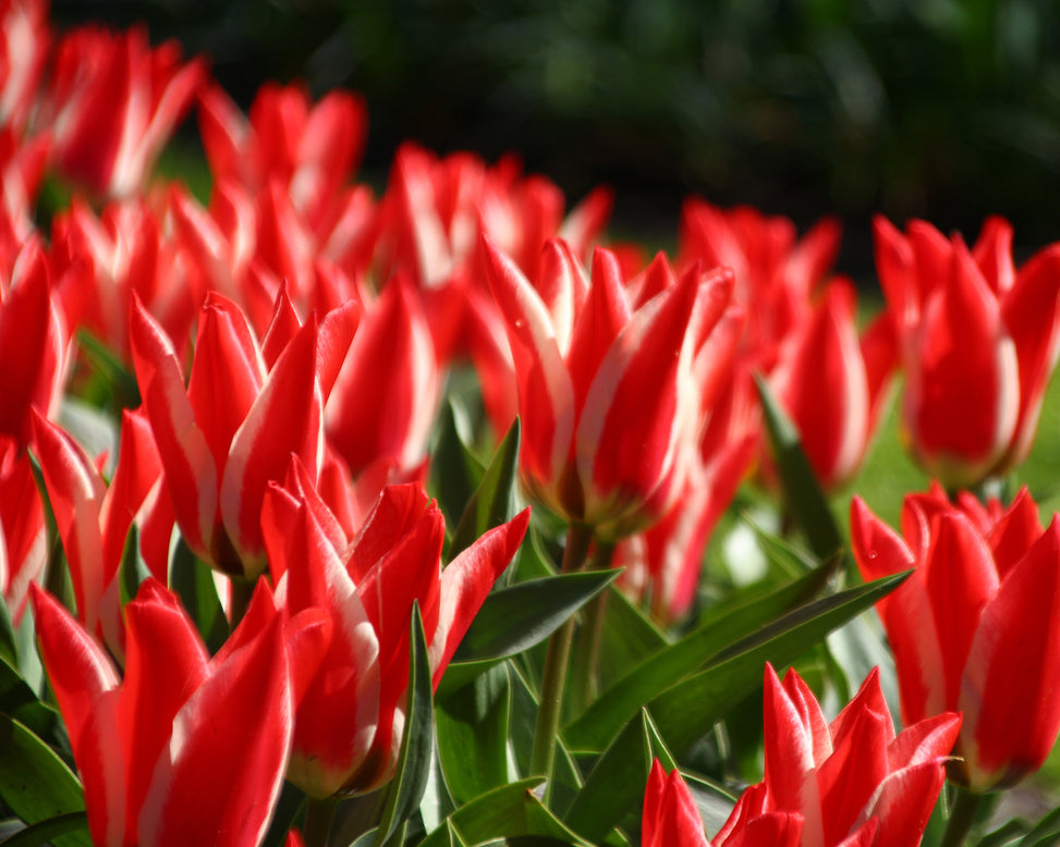 Tulip 'Czar Peter'