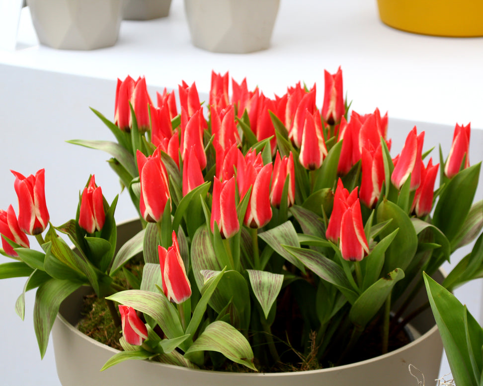 Tulip 'Czar Peter'