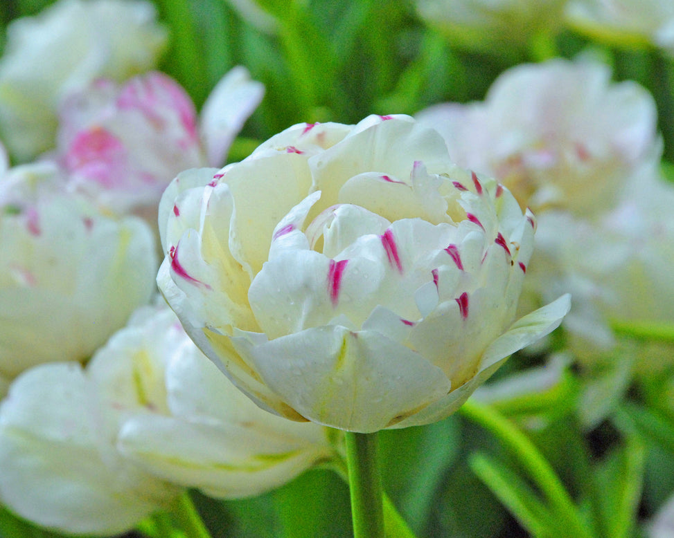 Tulip 'Danceline'
