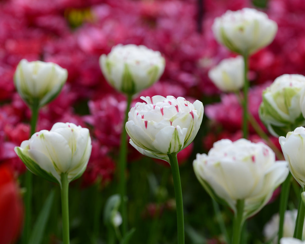 Tulip 'Danceline'