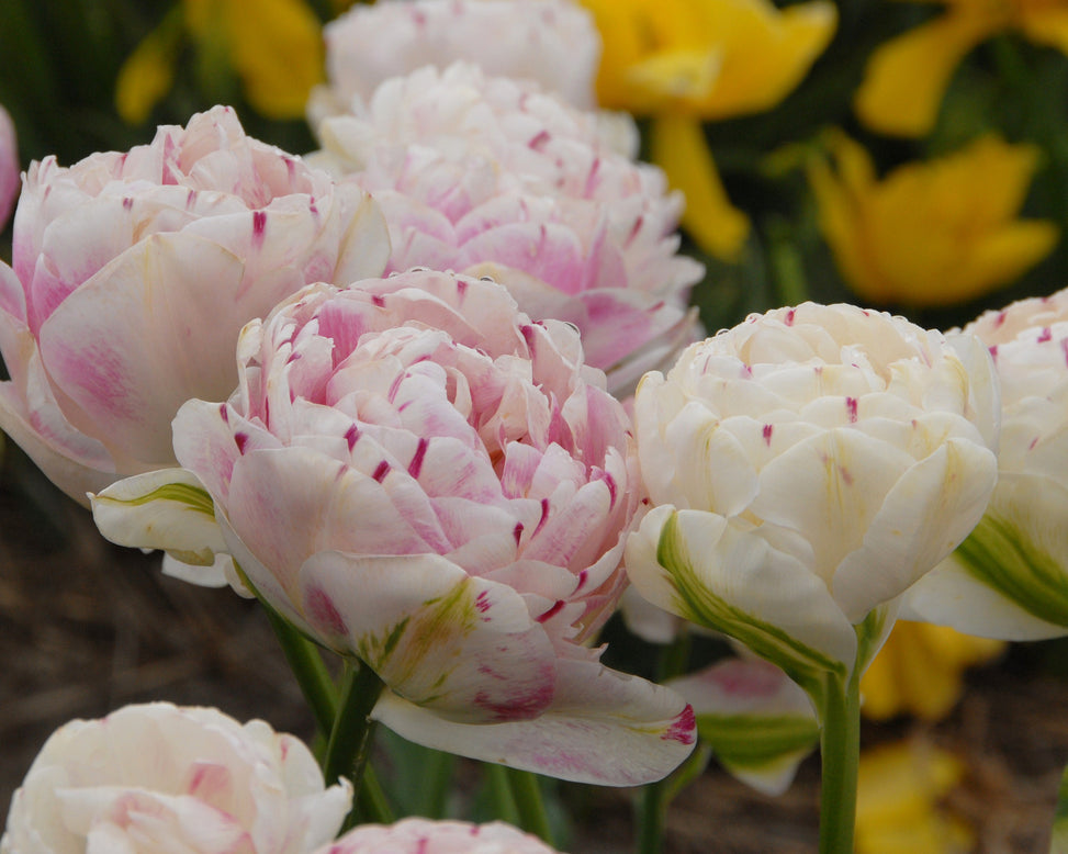 Tulip 'Danceline'
