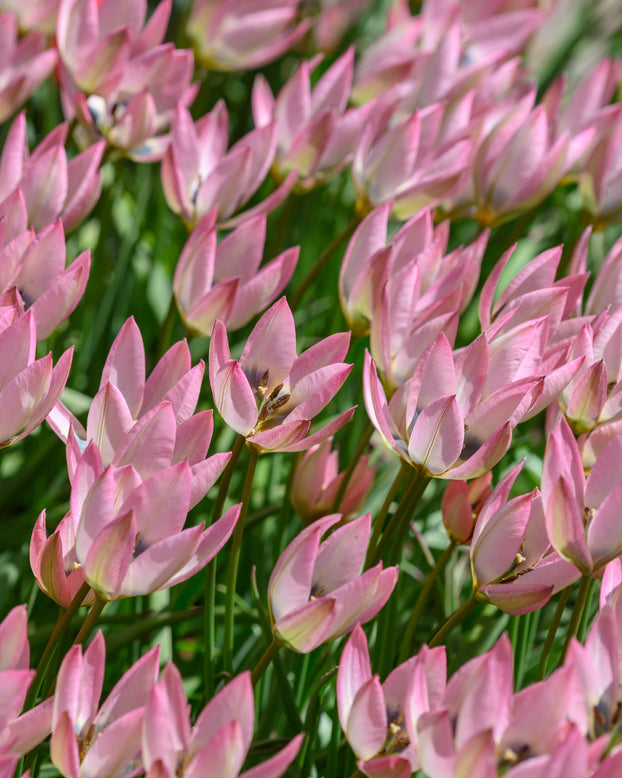 Tulip 'Danique'
