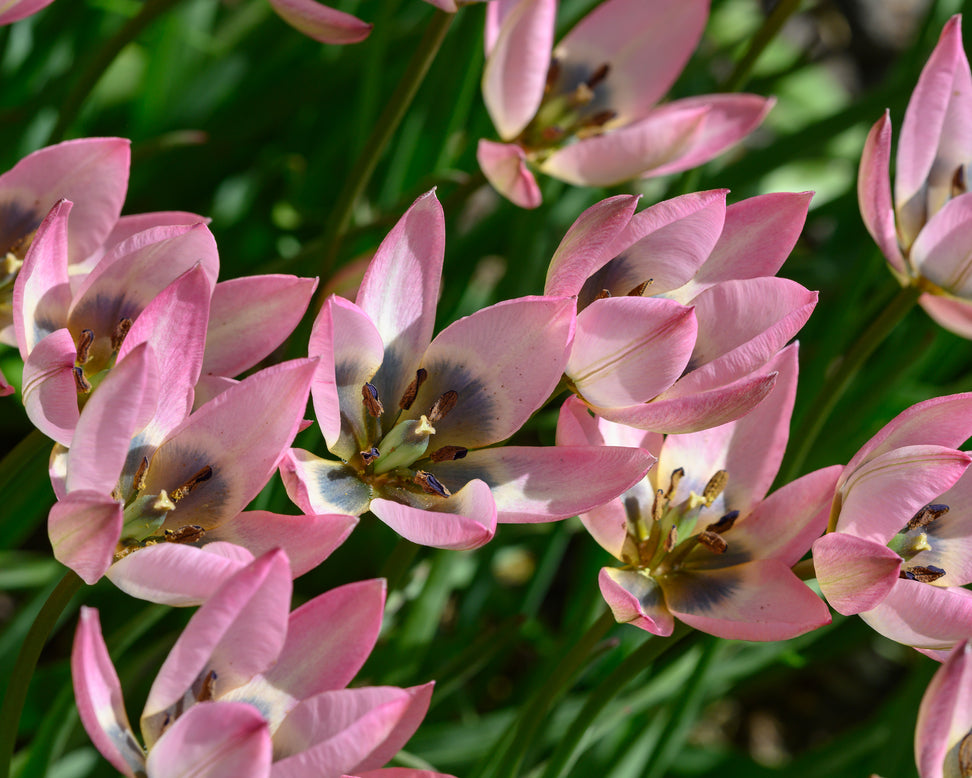 Tulip 'Danique'