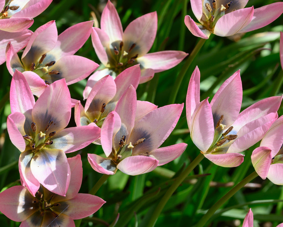 Tulip 'Danique'
