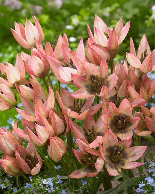 Tulip 'Danique'