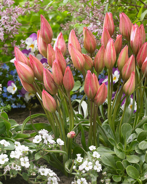 Tulip 'Danique'