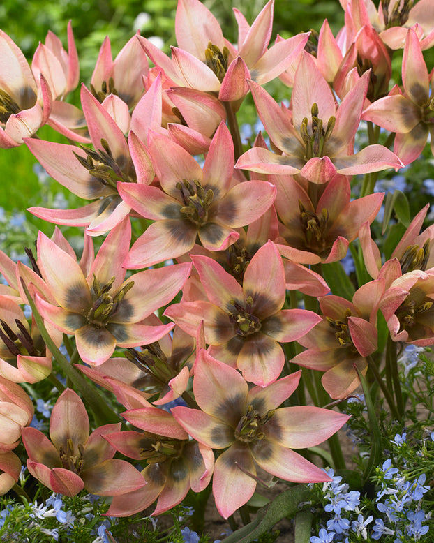 Tulip 'Danique'