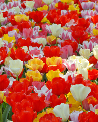 Flower BulbsDarwin Hybrid Mixed Colours Bulbs UK - 1