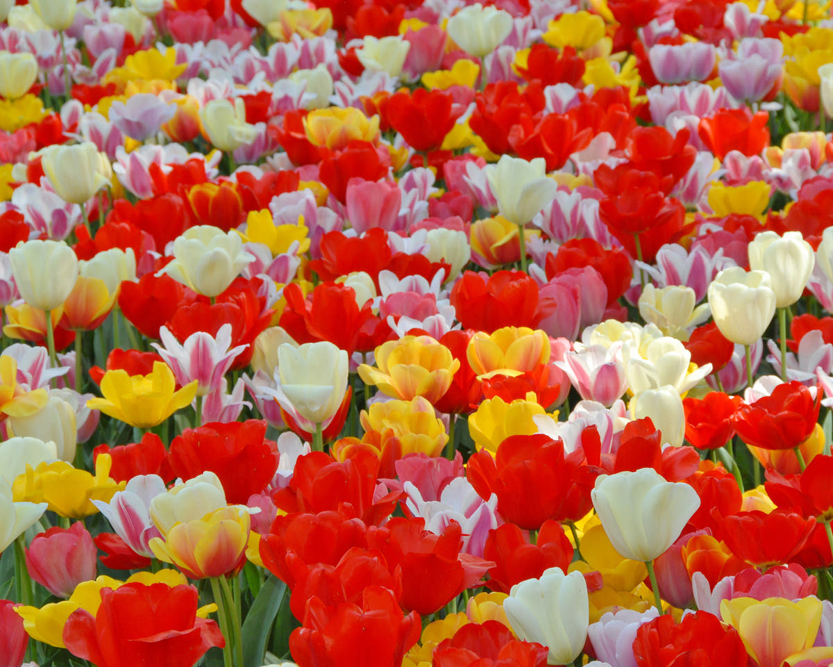 Flower BulbsDarwin Hybrid Mixed Colours Bulbs UK - 3