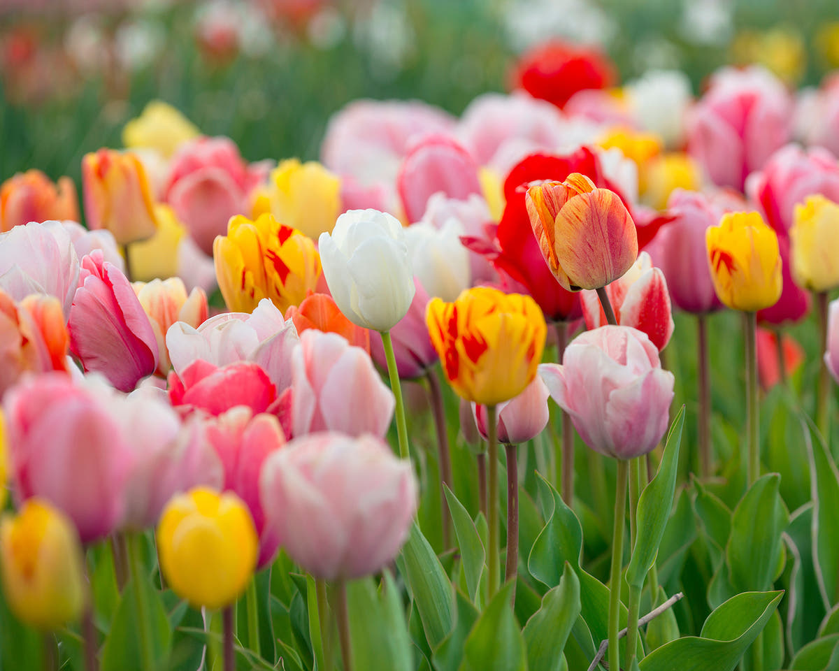 Flower BulbsDarwin Hybrid Mixed Colours Bulbs UK - 2