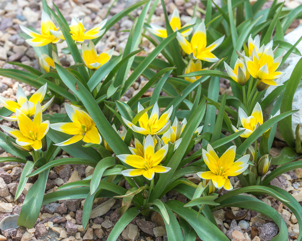 Flower BulbsDasystemon Tarda Bulbs UK - 3