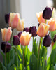 Collection de tulipes 'Nuit & Jour'