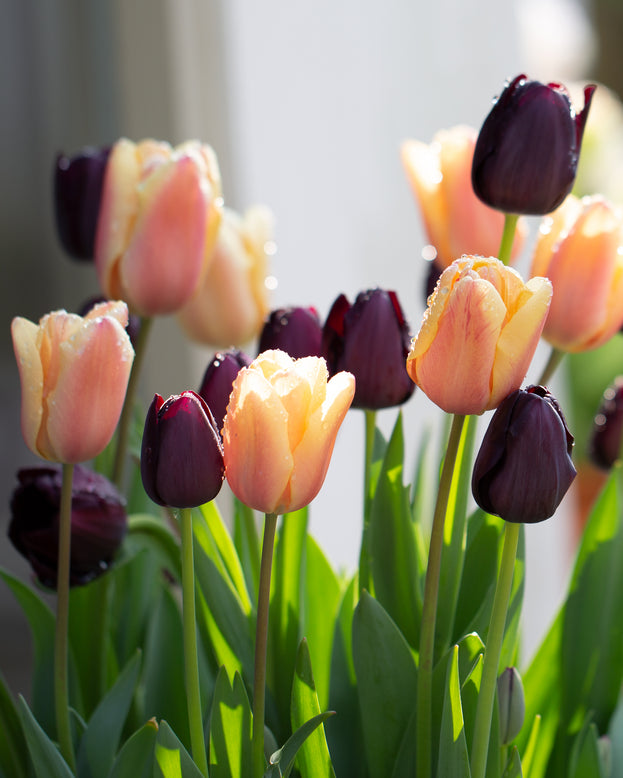 Tulip collection 'Night & Day'