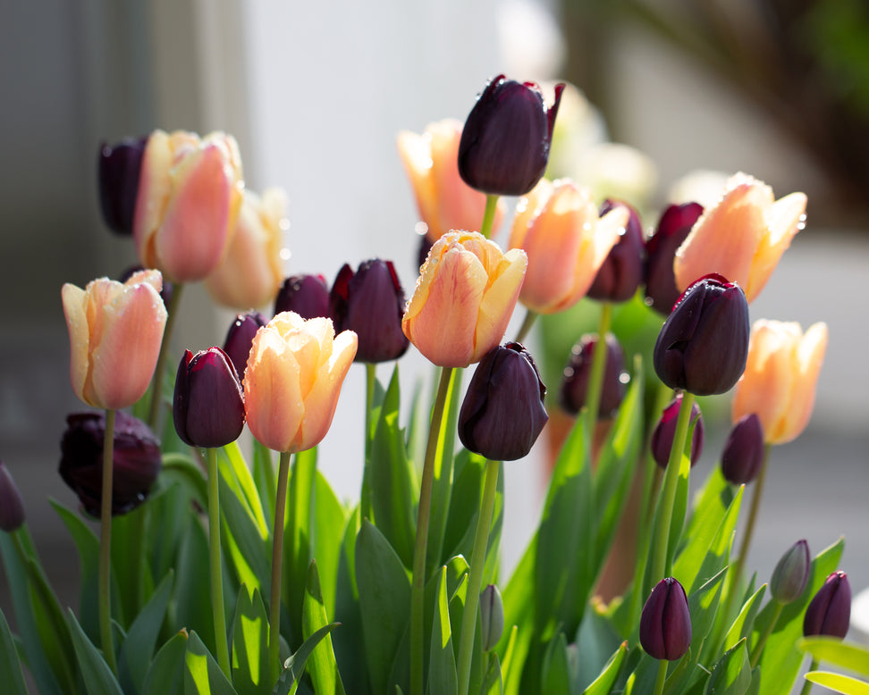 Tulip collection 'Night & Day'