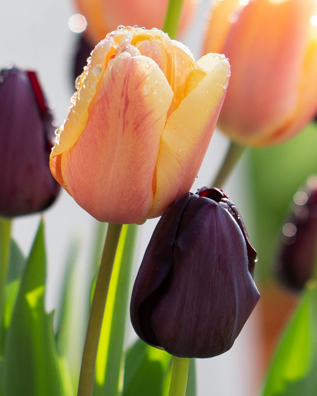 Tulip collection 'Night & Day'
