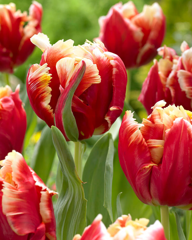 Tulip 'Dee Jay Parrot'