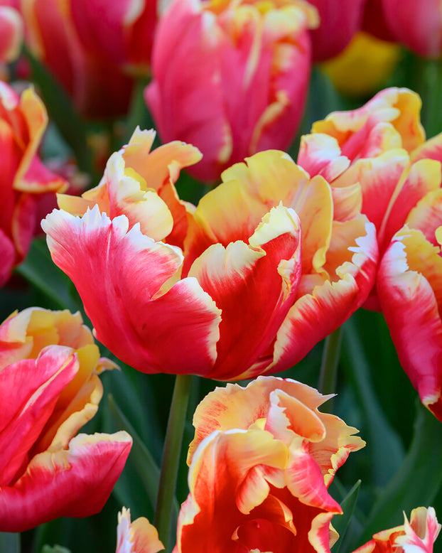 Tulip 'Dee Jay Parrot'