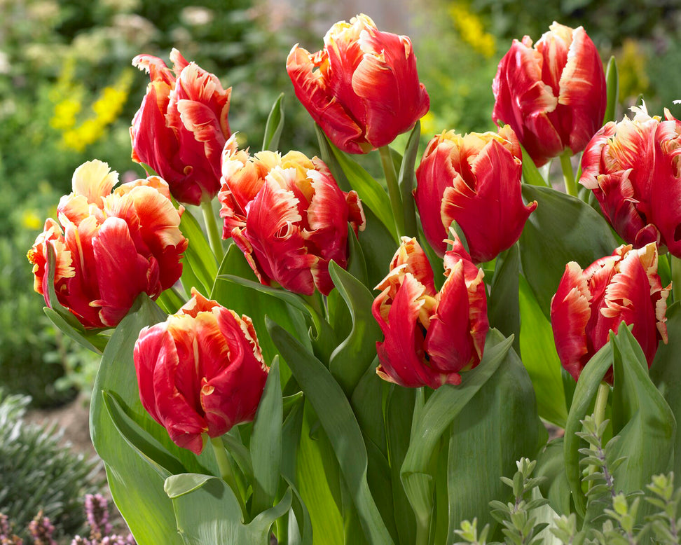 Tulip 'Dee Jay Parrot'