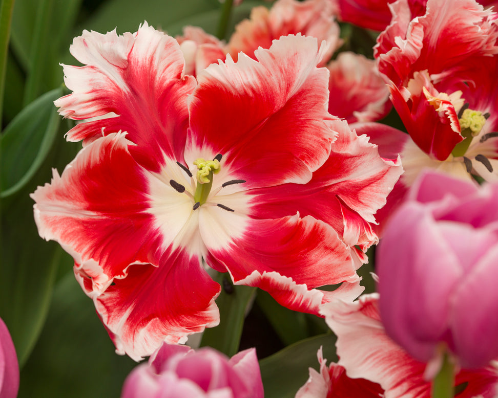 Tulip 'Dee Jay Parrot'