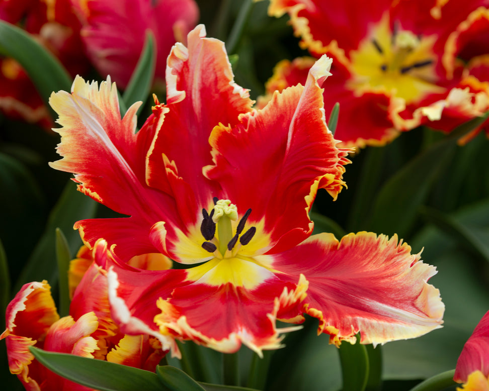 Tulip 'Dee Jay Parrot'