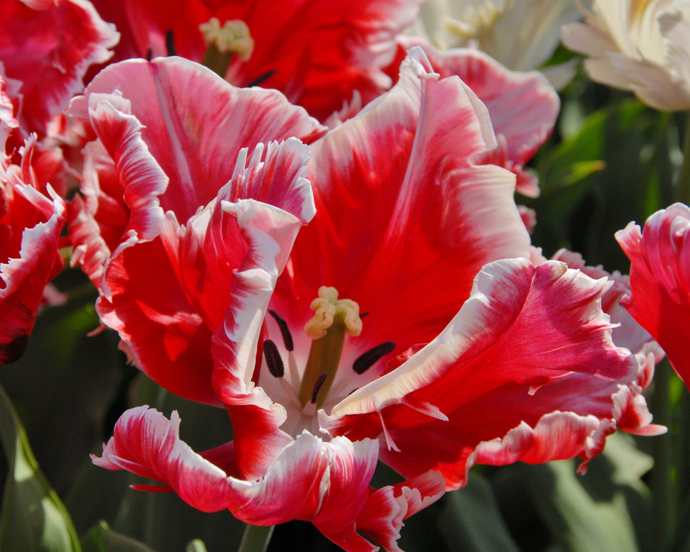 Tulip 'Dee Jay Parrot'