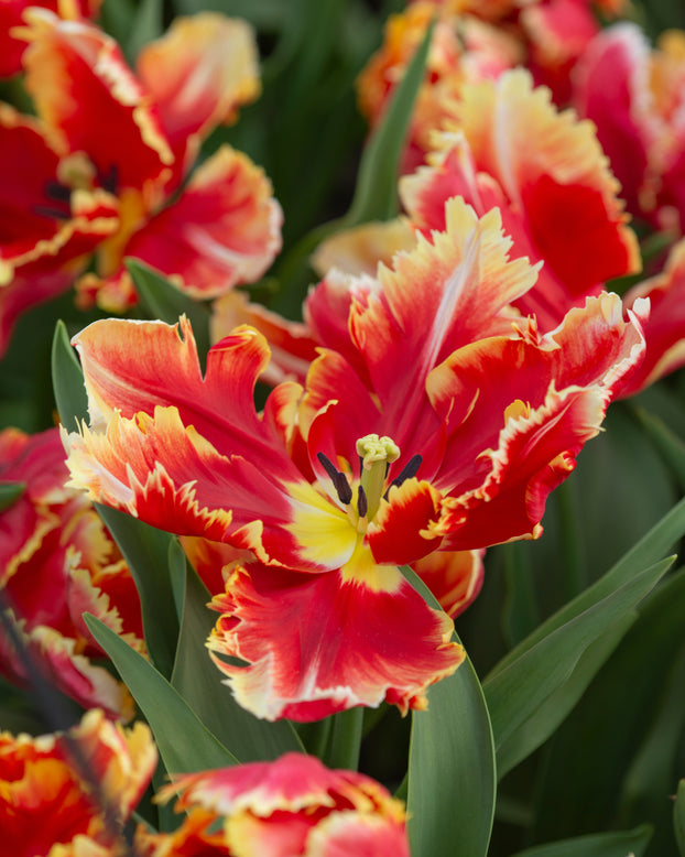 Tulip 'Dee Jay Parrot'