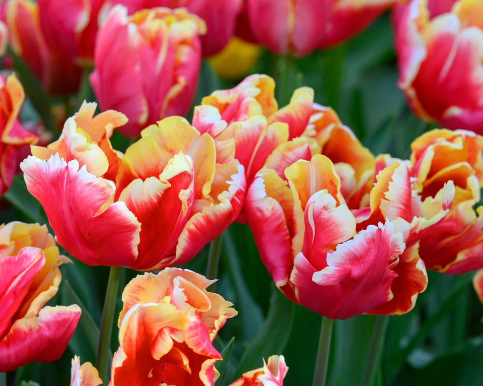 Tulip 'Dee Jay Parrot'