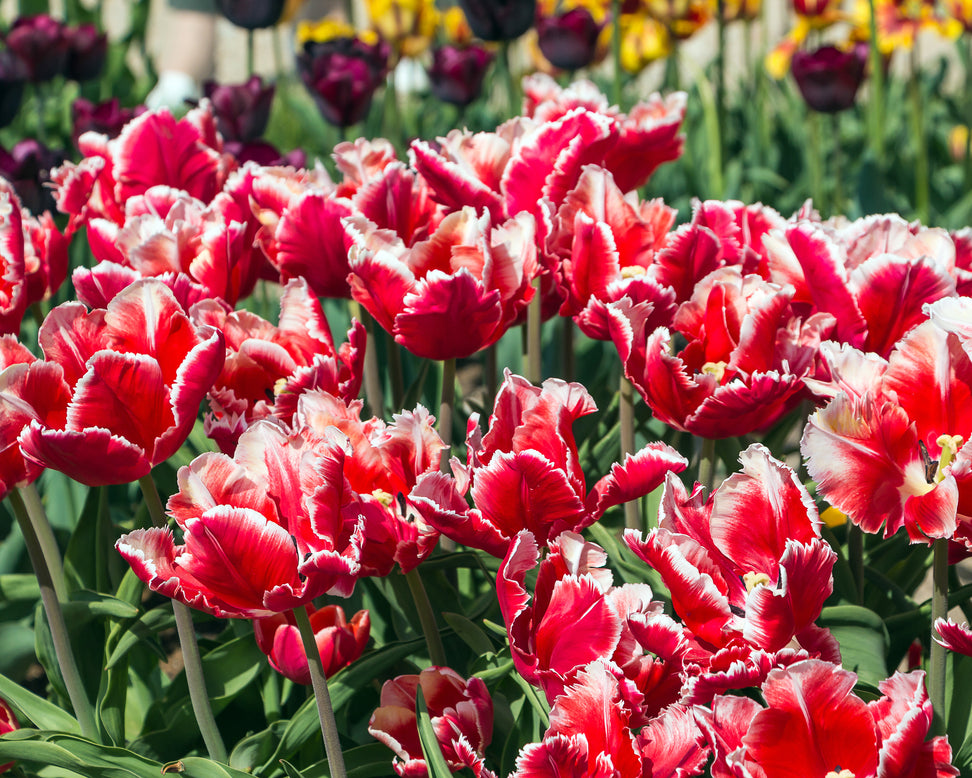 Tulip 'Dee Jay Parrot'