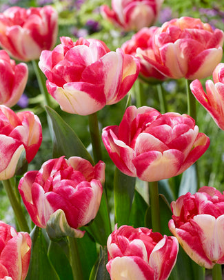 Tulip 'Double Blizz'