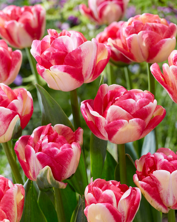 Tulip 'Double Blizz'