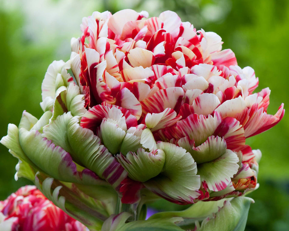 Tulip 'Double Flaming Bird'