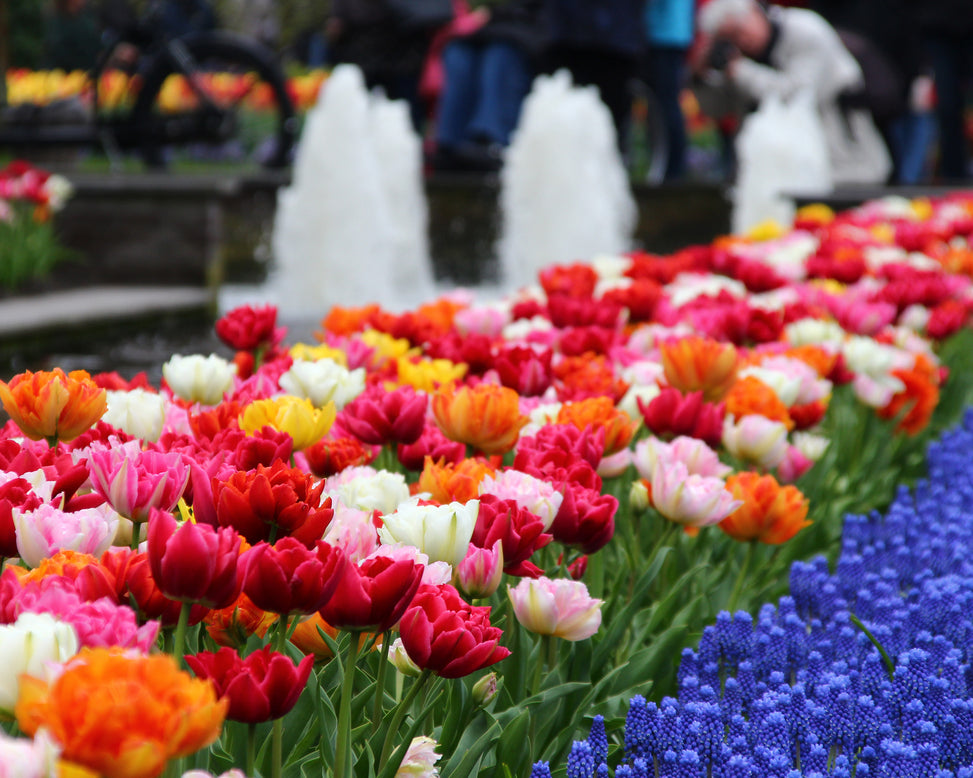 Tulip 'Double Mixed'
