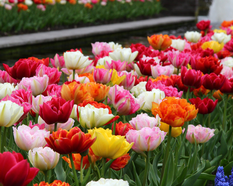 Tulip 'Double Mixed'