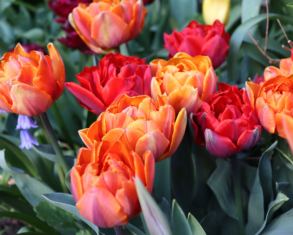 Tulip collection 'Double Royale'