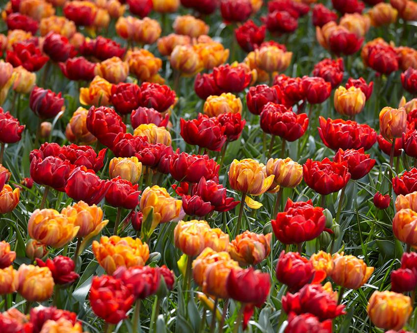 Tulip collection 'Double Royale'