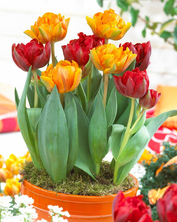 Tulip collection 'Double Royale'
