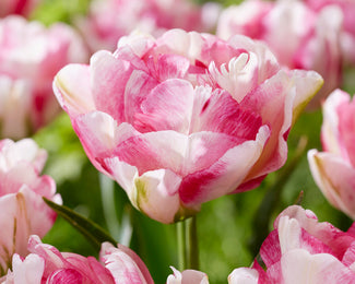 Tulip 'Double Shake'