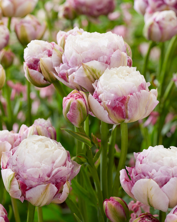 Tulip 'Double Surprise'