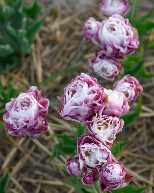 Tulip 'Double Surprise'
