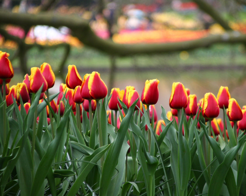 Tulip 'Dow Jones'