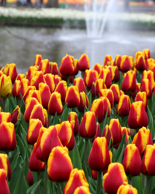 Tulip 'Dow Jones'