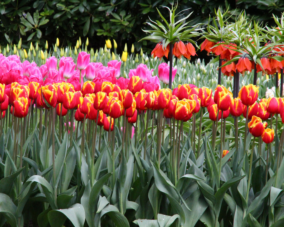 Tulip 'Dow Jones'